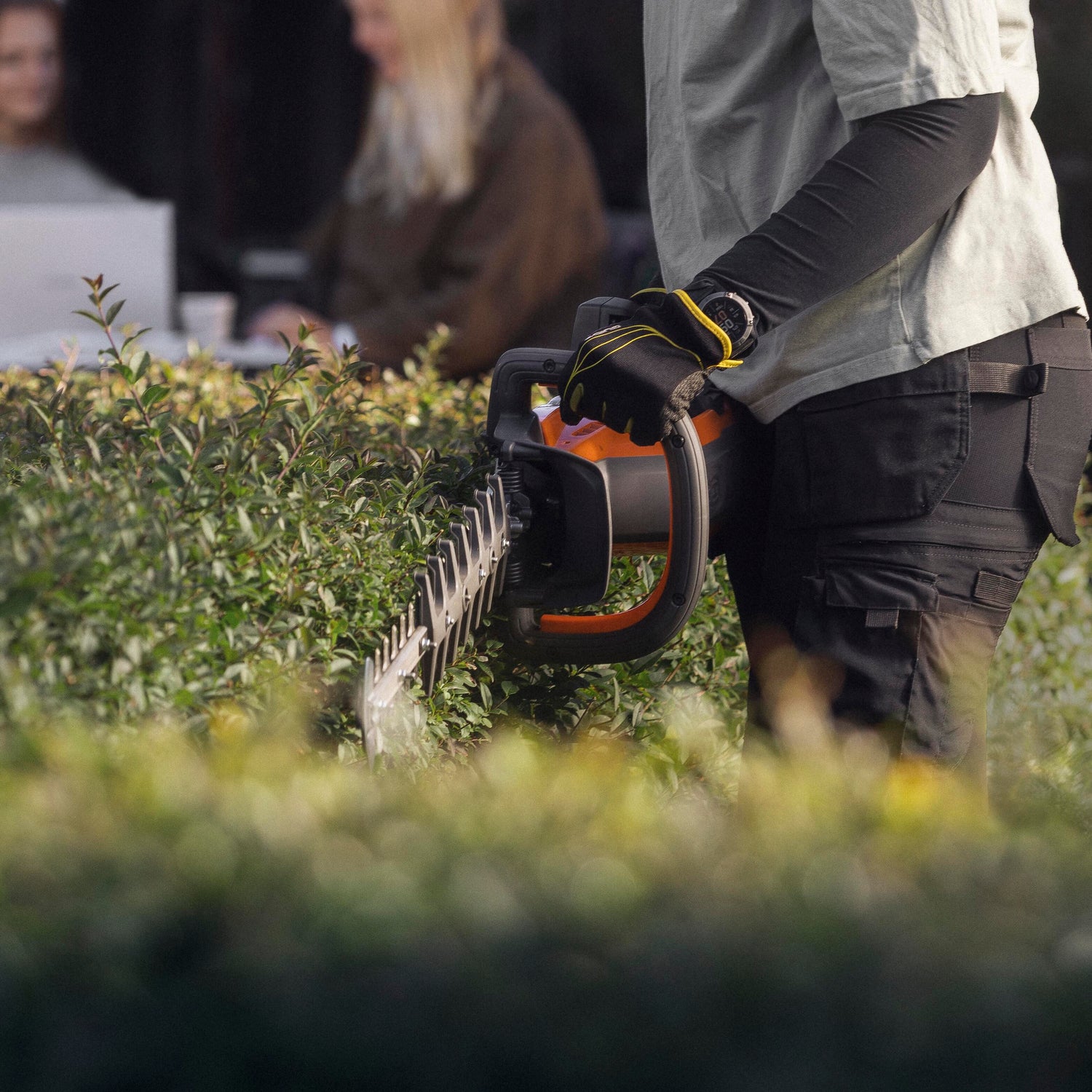 eine Hecke wird mit einer Heckenschere geschnitten